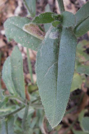 Anchusa hybrida \ Gewellte Ochsenzunge, Hybrid-Ochsenzunge / Undulate Bugloss, I Orvieto 2.6.2007