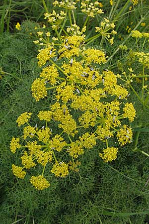 Ferulago campestris \ Knotenbl&uuml;tige Birkwurz / Field Fennel, I Monti Sibillini 8.6.2007