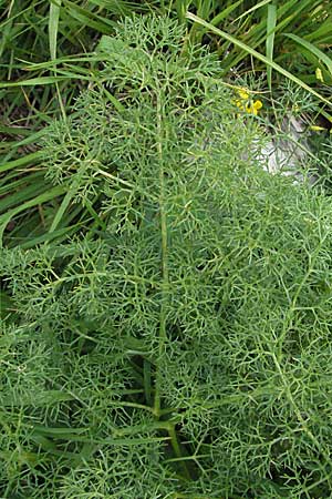 Ferulago campestris \ Knotenbl&uuml;tige Birkwurz / Field Fennel, I Monti Sibillini 8.6.2007