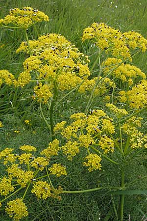 Ferulago campestris \ Knotenbl&uuml;tige Birkwurz / Field Fennel, I Monti Sibillini 8.6.2007