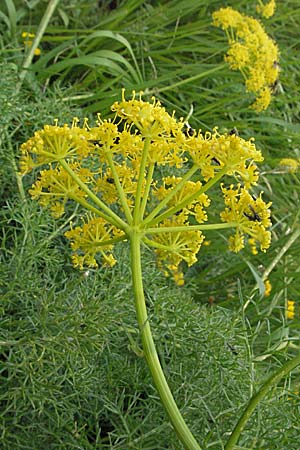 Ferulago campestris \ Knotenbl&uuml;tige Birkwurz / Field Fennel, I Monti Sibillini 8.6.2007