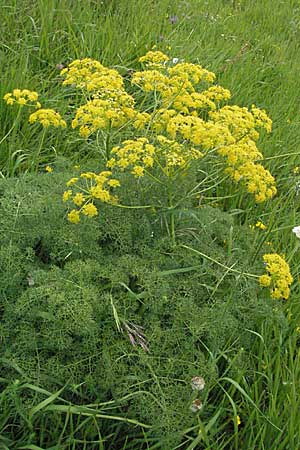 Ferulago campestris \ Knotenbl&uuml;tige Birkwurz / Field Fennel, I Monti Sibillini 8.6.2007