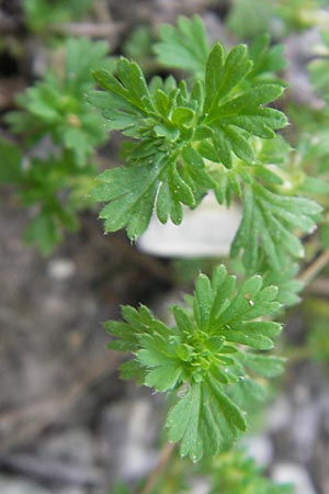 Aphanes inexspectata \ Kleinfrchtiger Ackerfrauenmantel / Slender Parsley Piert, I Albisola 22.5.2010