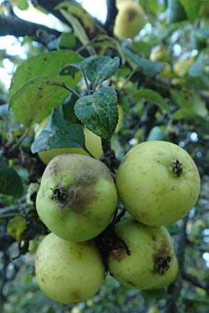 Malus sylvestris \ Holz-Apfel, Wild-Apfel / Crab Apple, I Liguria, Borzonasca 29.9.2023