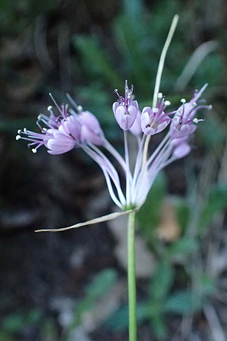 Allium carinatum subsp. pulchellum \ Schner Lauch / Pretty Keeled Garlic, I Liguria, Sestri Levante 3.10.2023