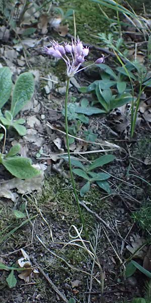 Allium carinatum subsp. pulchellum \ Schner Lauch / Pretty Keeled Garlic, I Liguria, Sestri Levante 3.10.2023