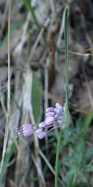 Allium carinatum subsp. pulchellum \ Schner Lauch / Pretty Keeled Garlic, I Liguria, Sestri Levante 3.10.2023