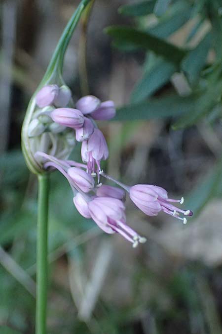 Allium carinatum subsp. pulchellum \ Schner Lauch / Pretty Keeled Garlic, I Liguria, Sestri Levante 3.10.2023