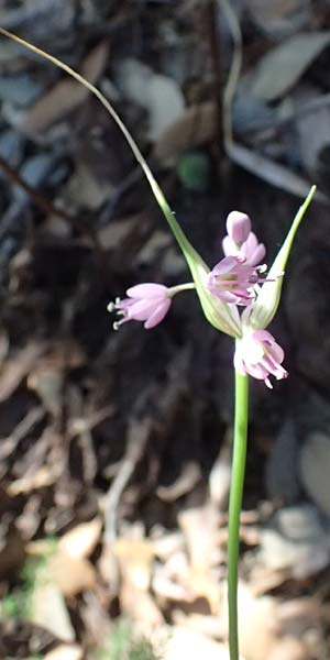 Allium carinatum subsp. pulchellum \ Schner Lauch / Pretty Keeled Garlic, I Liguria, Sestri Levante 3.10.2023