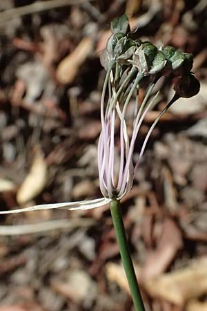 Allium carinatum subsp. pulchellum \ Schner Lauch / Pretty Keeled Garlic, I Liguria, Sestri Levante 3.10.2023