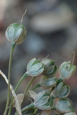 Allium carinatum subsp. pulchellum \ Schner Lauch / Pretty Keeled Garlic, I Liguria, Sestri Levante 3.10.2023