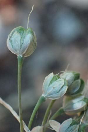 Allium carinatum subsp. pulchellum \ Schner Lauch / Pretty Keeled Garlic, I Liguria, Sestri Levante 3.10.2023