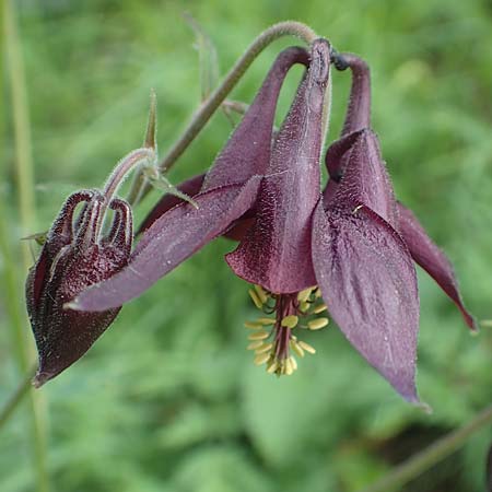 Aquilegia atrata \ Schwarzviolette Akelei / Dark Columbine, I Alpi Bergamasche, Monte Alben 11.6.2017