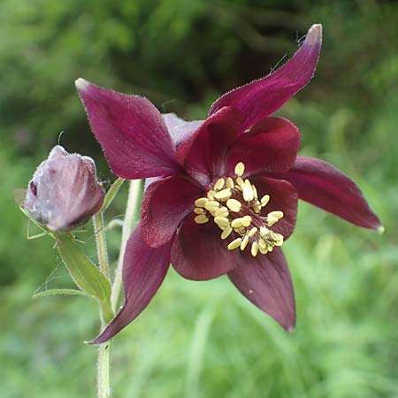 Aquilegia atrata \ Schwarzviolette Akelei / Dark Columbine, I Alpi Bergamasche, Monte Alben 11.6.2017