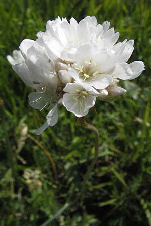 Armeria canescens \ Graue Grasnelke / Grey Thrift, I Norcia 7.6.2007