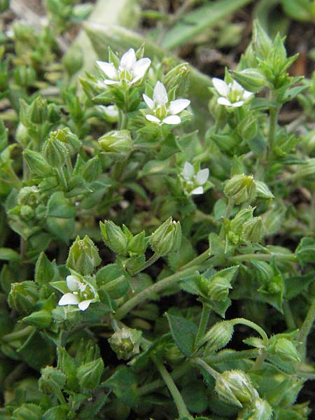 Arenaria serpyllifolia \ Quendelblttriges Sandkraut / Thyme-Leaved Sandwort, I Norcia 7.6.2007