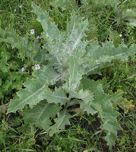 Cynara cardunculus var. sylvestris \ Wilde Artischocke / Cardoon, I Monti Sibillini 8.6.2007