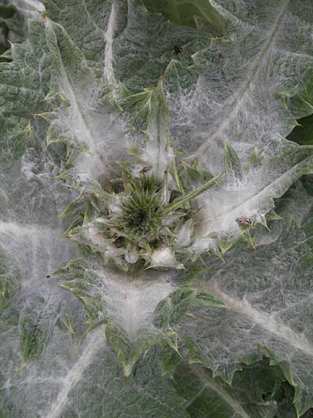 Cynara cardunculus var. sylvestris \ Wilde Artischocke / Cardoon, I Monti Sibillini 8.6.2007