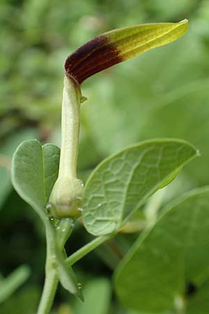 Aristolochia rotunda \ Rundknollige Osterluzei / Round-Rooted Birthwort, Smearwort, I Botan. Gar.  Bergamo 6.6.2017