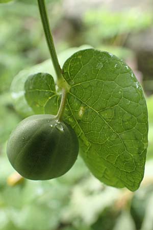Aristolochia rotunda \ Rundknollige Osterluzei / Round-Rooted Birthwort, Smearwort, I Botan. Gar.  Bergamo 6.6.2017
