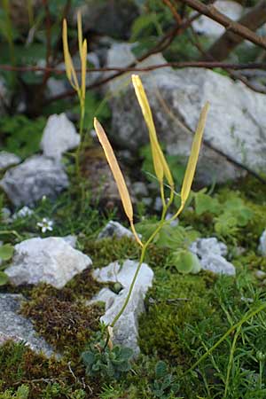 Arabis bellidifolia subsp. bellidifolia \ Gabelhaar-G�nsekresse, Zwerg-G�nsekresse / Daisyleaf Rock-Cress, I Prags,  Wei&szlig;lahnsattel 6.7.2022