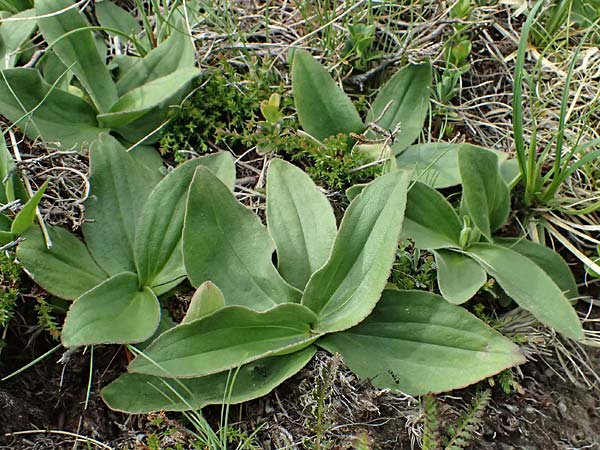 Arnica montana \ Bergwohlverleih, Arnika / Mountain Arnica, I Passo di Gavia 6.7.2026