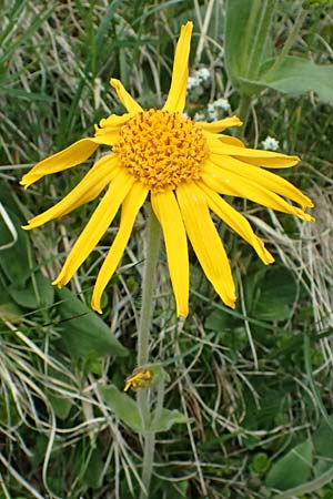 Arnica montana \ Bergwohlverleih, Arnika / Mountain Arnica, I Passo di Gavia 6.7.2026