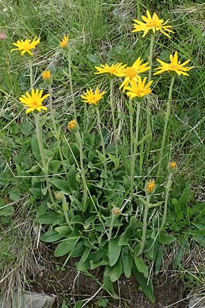Arnica montana \ Bergwohlverleih, Arnika / Mountain Arnica, I Passo di Gavia 6.7.2026