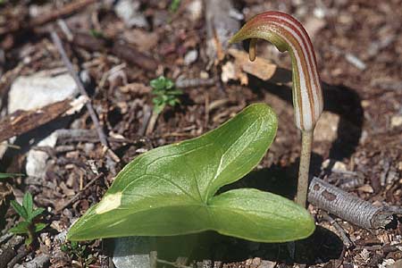 Arisarum vulgare \ Krummstab / Friar's Cowl, I Monte Argentario 28.3.1998