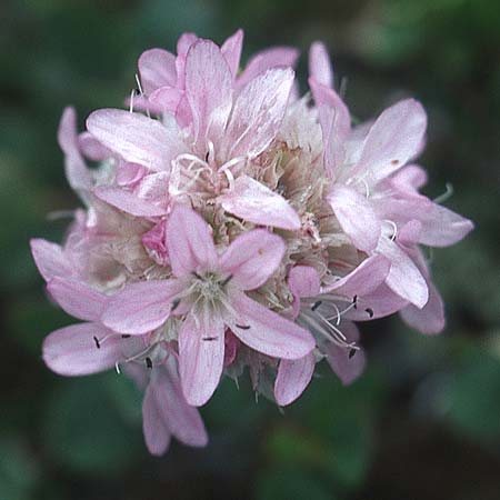 Armeria maritima subsp. alpina \ Alpen-Grasnelke / Alpine Thrift, I Sella-Joch 6.8.2004
