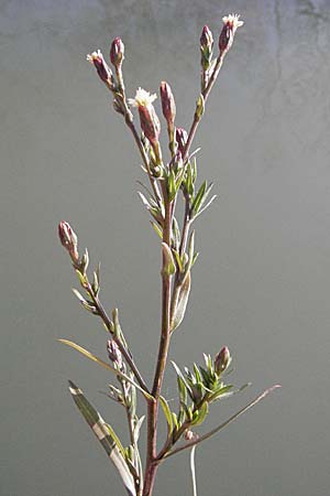 Symphyotrichum subulatum \ Schuppige Aster, Einjhrige Salz-Aster / Annual Saltmarsh Aster, Baby's Breath Aster, I Venedig/Venice Torcello 18.2.2007