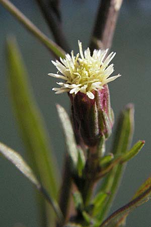 Symphyotrichum subulatum \ Schuppige Aster, Einjhrige Salz-Aster / Annual Saltmarsh Aster, Baby's Breath Aster, I Venedig/Venice Torcello 18.2.2007