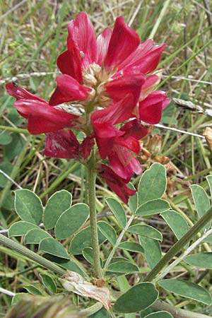 Hedysarum coronarium \ Kronen-S��klee, I Ancona 29.5.2007