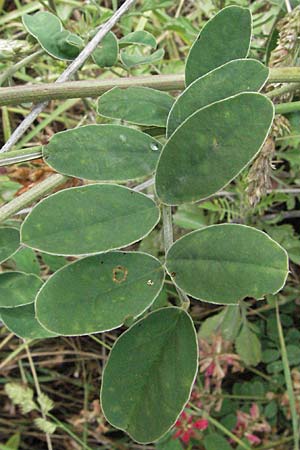 Hedysarum coronarium \ Kronen-S��klee, I Ancona 29.5.2007