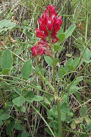 Hedysarum coronarium \ Kronen-S��klee, I Ancona 29.5.2007