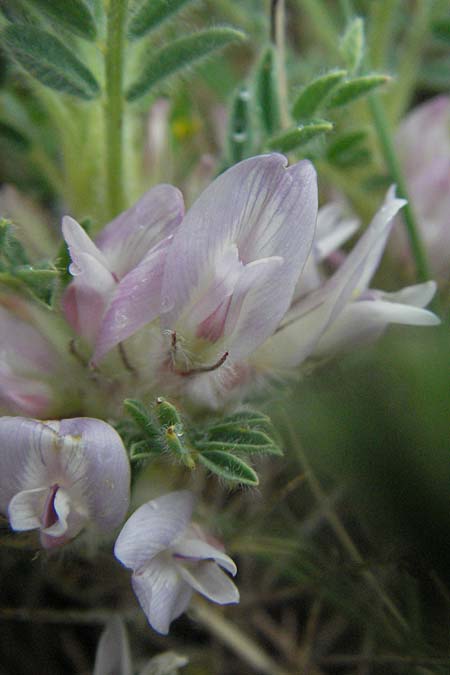 Astragalus sempervirens \ Dorn-Tragant / Mountain Tragacanth, I Campo Imperatore 5.6.2007
