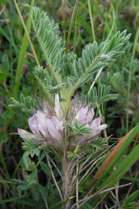 Astragalus sempervirens \ Dorn-Tragant / Mountain Tragacanth, I Campo Imperatore 5.6.2007