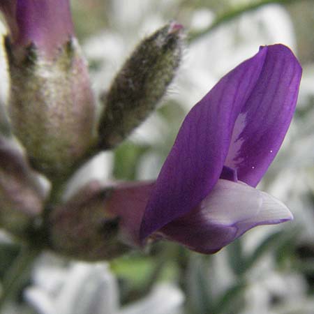Astragalus vesicarius subsp. vesicarius \ Blasen-Tragant, Aufgeblasener Tragant / Inflated Milk-Vetch, I Campo Imperatore 5.6.2007