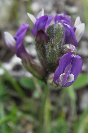Astragalus vesicarius subsp. vesicarius \ Blasen-Tragant, Aufgeblasener Tragant / Inflated Milk-Vetch, I Campo Imperatore 5.6.2007