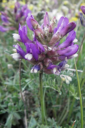Astragalus vesicarius subsp. vesicarius \ Blasen-Tragant, Aufgeblasener Tragant / Inflated Milk-Vetch, I Campo Imperatore 5.6.2007