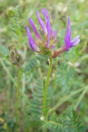 Astragalus onobrychis \ Esparsetten-Tragant, Langfahnen-Tragant / Sainfoin Milk-Vetch, I Isola dei Morti 26.6.2010