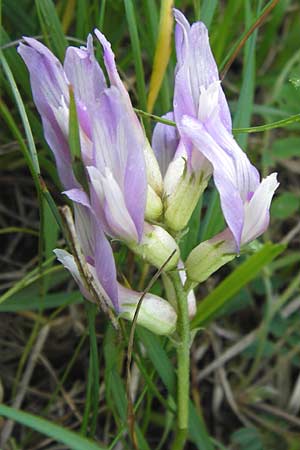Astragalus monspessulanus \ Franzsischer Tragant / Montpellier Milk-Vetch, I Liguria, Toirano 20.5.2013