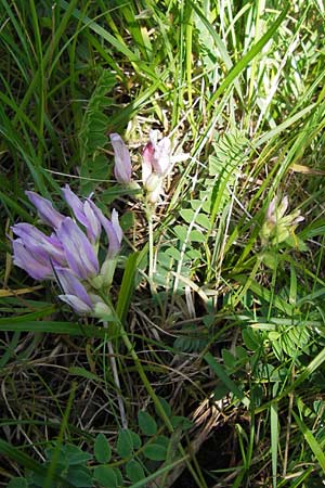Astragalus monspessulanus \ Franzsischer Tragant / Montpellier Milk-Vetch, I Liguria, Toirano 20.5.2013