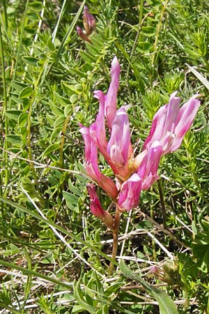Astragalus monspessulanus \ Franzsischer Tragant / Montpellier Milk-Vetch, I Liguria, Toirano 20.5.2013