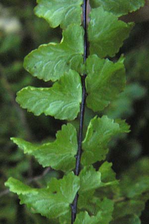 Asplenium trichomanes s.l. \ Braunstieliger Streifenfarn / Spleenwort, I Finale Ligure 22.5.2013