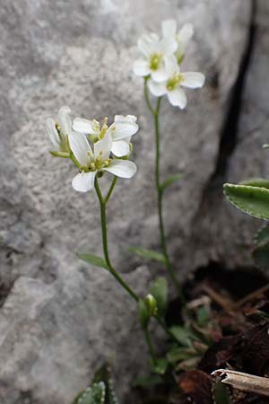 Arabis serpyllifolia \ Quendel-G�nsekresse / Thyme-Leaved Rock-Cress, I Alpi Bergamasche, Pizzo Arera 9.6.2017