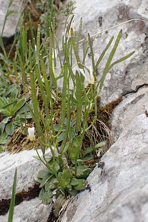 Arabis serpyllifolia \ Quendel-G�nsekresse / Thyme-Leaved Rock-Cress, I Alpi Bergamasche, Pizzo Arera 9.6.2017