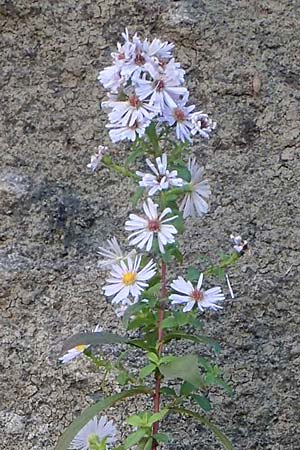 Symphyotrichum laeve \ Kahle Herbst-Aster, Glatte Aster / Smooth Aster, I Liguria, Piana Crixia 7.10.2021