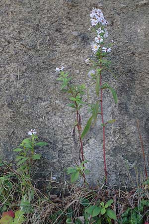 Symphyotrichum laeve \ Kahle Herbst-Aster, Glatte Aster / Smooth Aster, I Liguria, Piana Crixia 7.10.2021