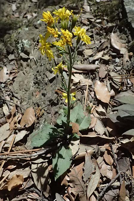 Crepis froelichiana subsp. froelichiana \ Froelichs Pippau / Froelich's Hawk's-Beard, I Liguria, Moneglia 26.9.2023